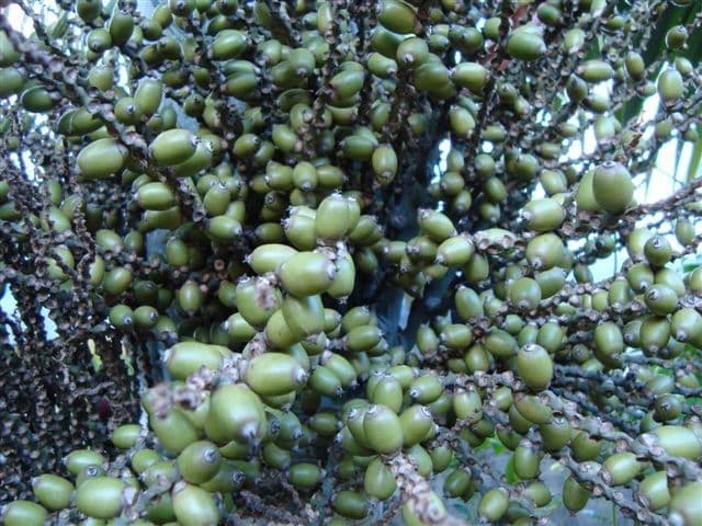 Kentiopsis 2