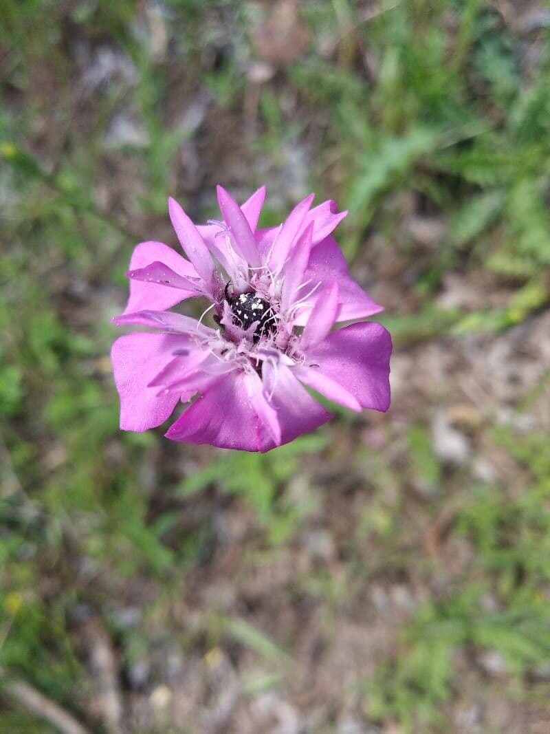 Knautia 2