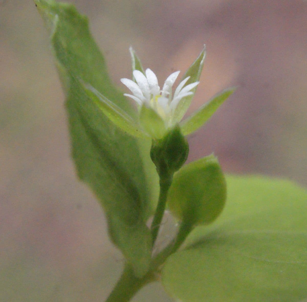Drymaria cordata 10
