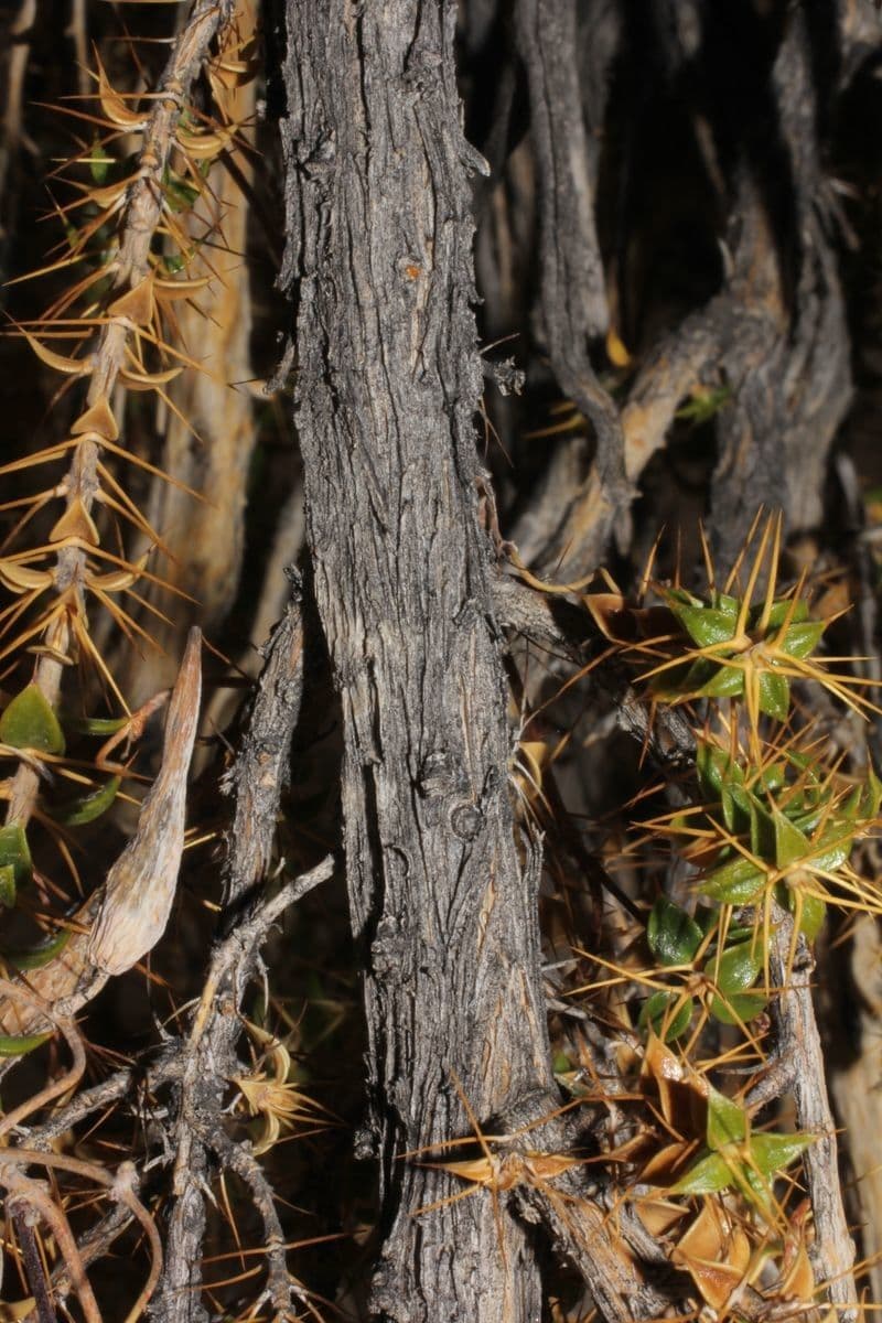 Chuquiraga 25