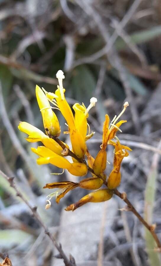 Deuterocohnia 2