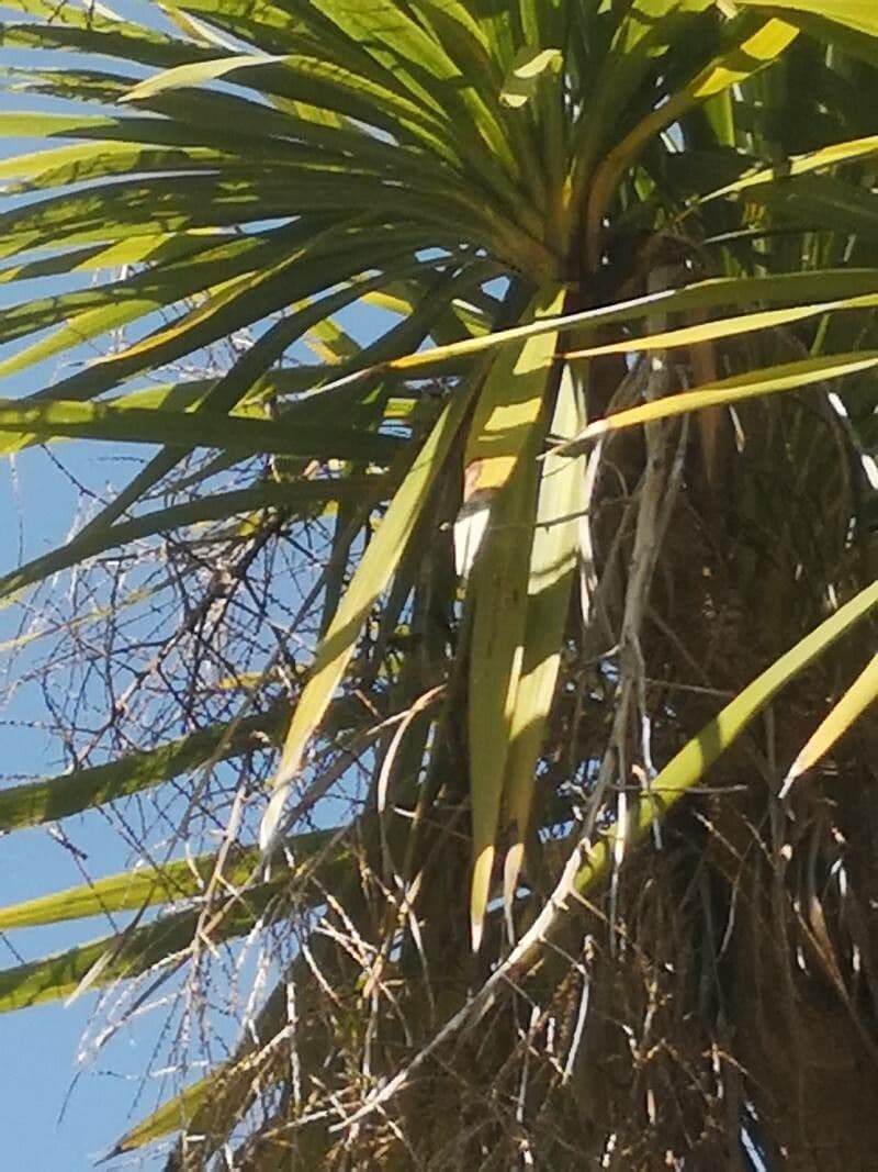 Yuca gigante 4