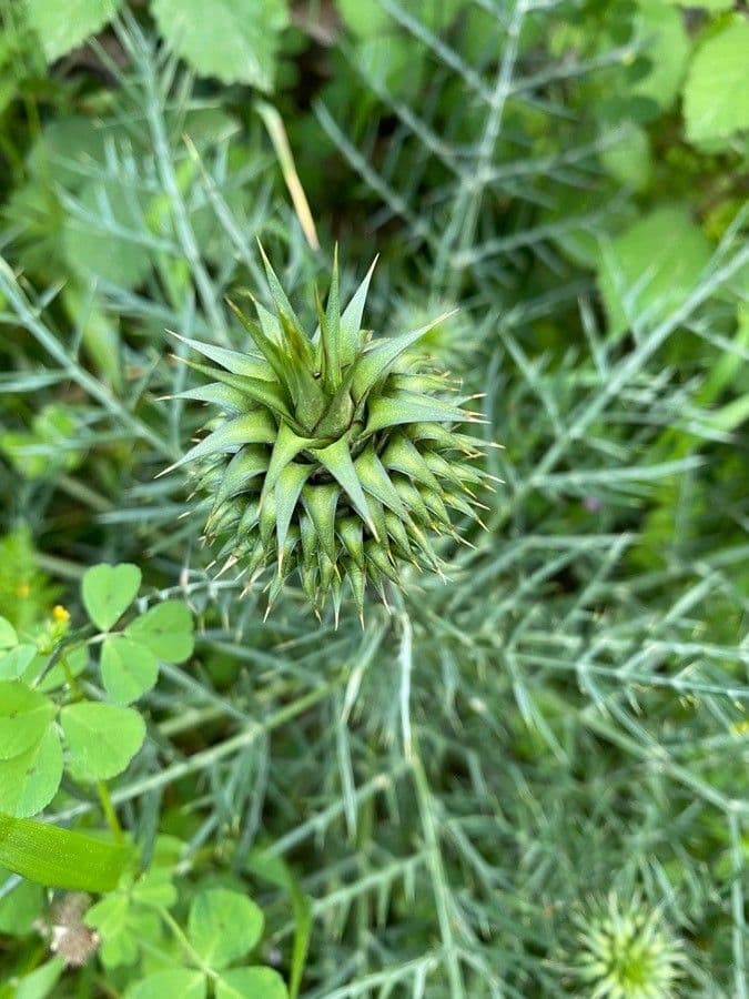 Cynara humilis 2