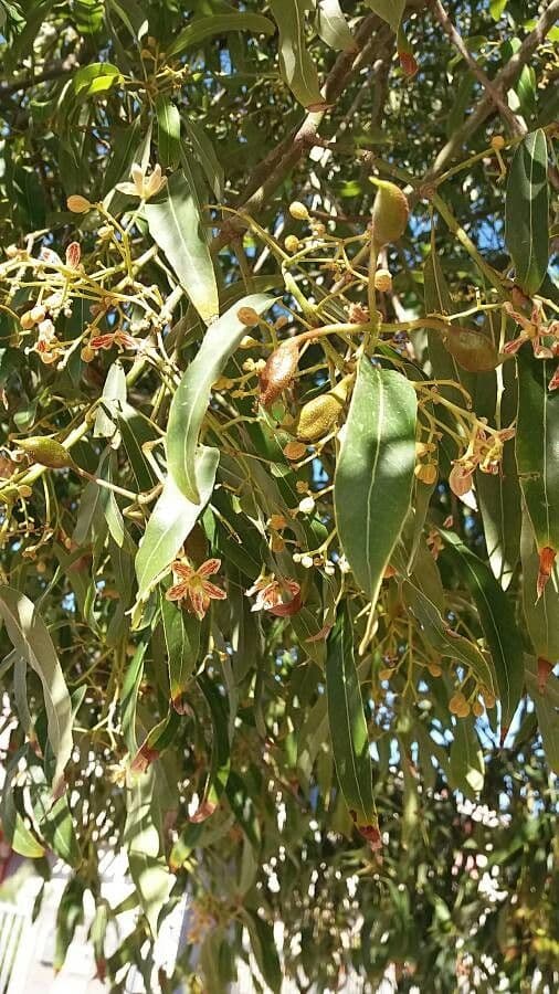 Brachychiton 6