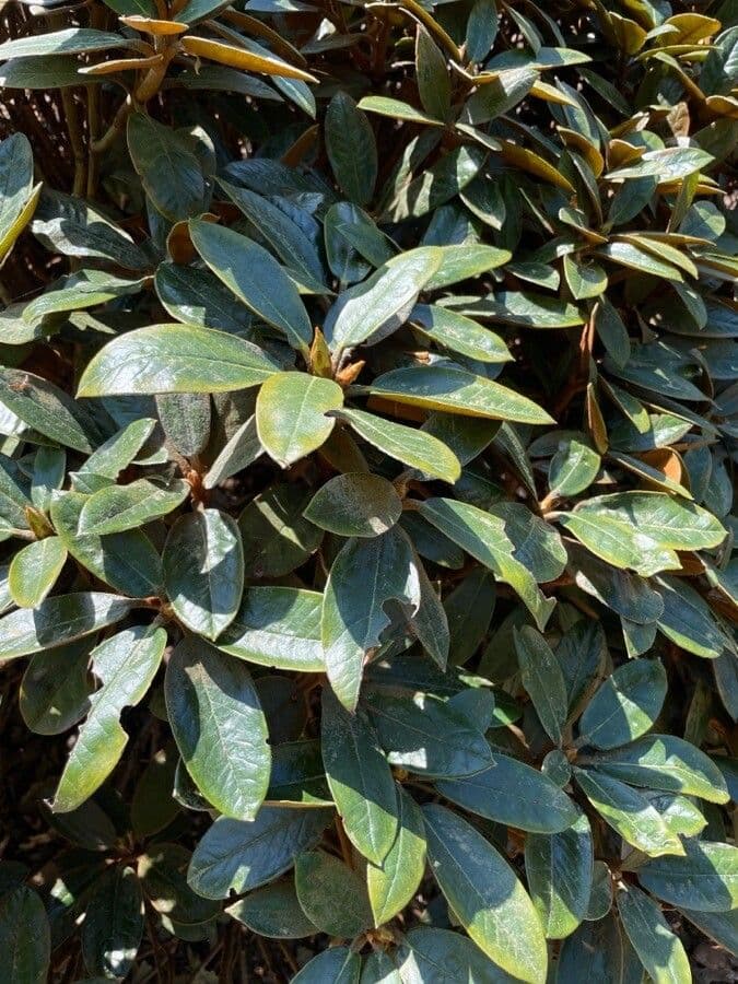 Rododendron Bureava 15