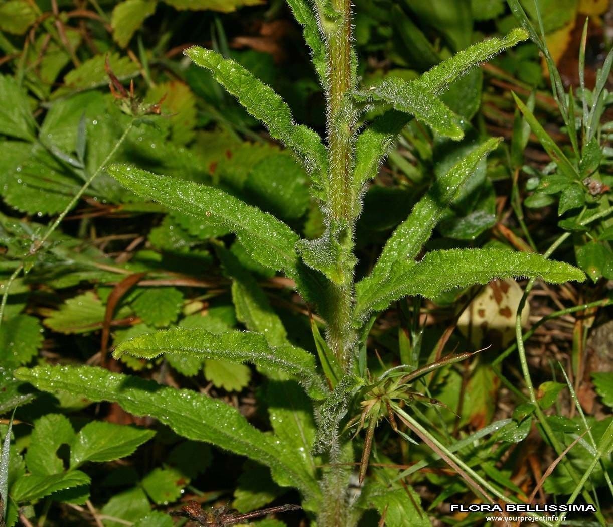 Campanula cervicaria 11