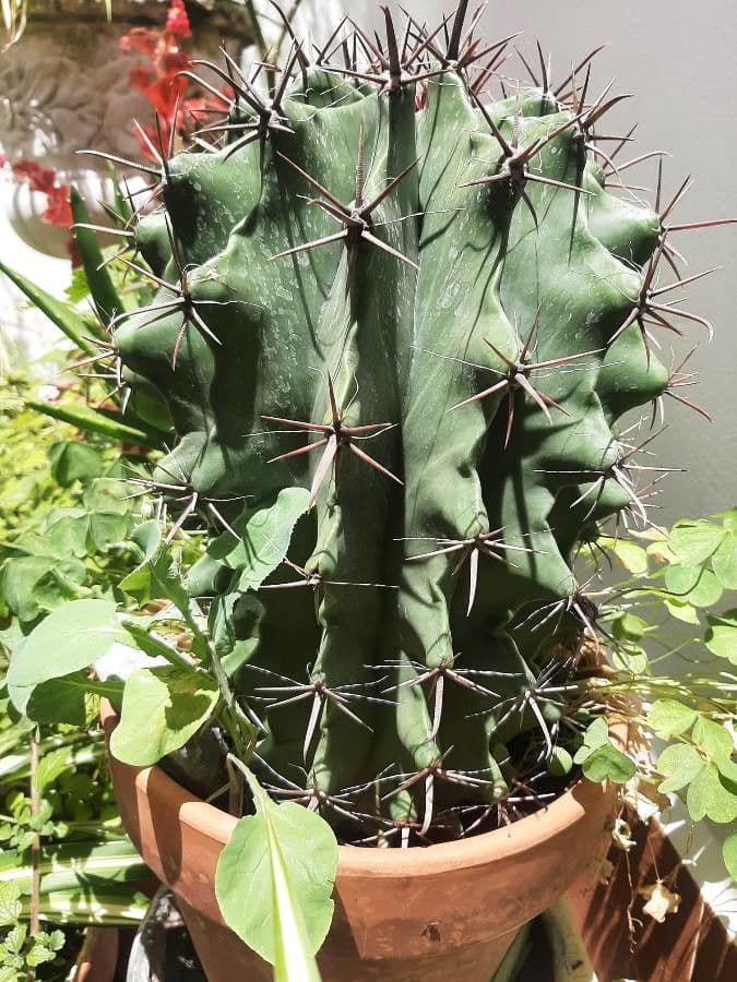Ferocactus wislizeni 10