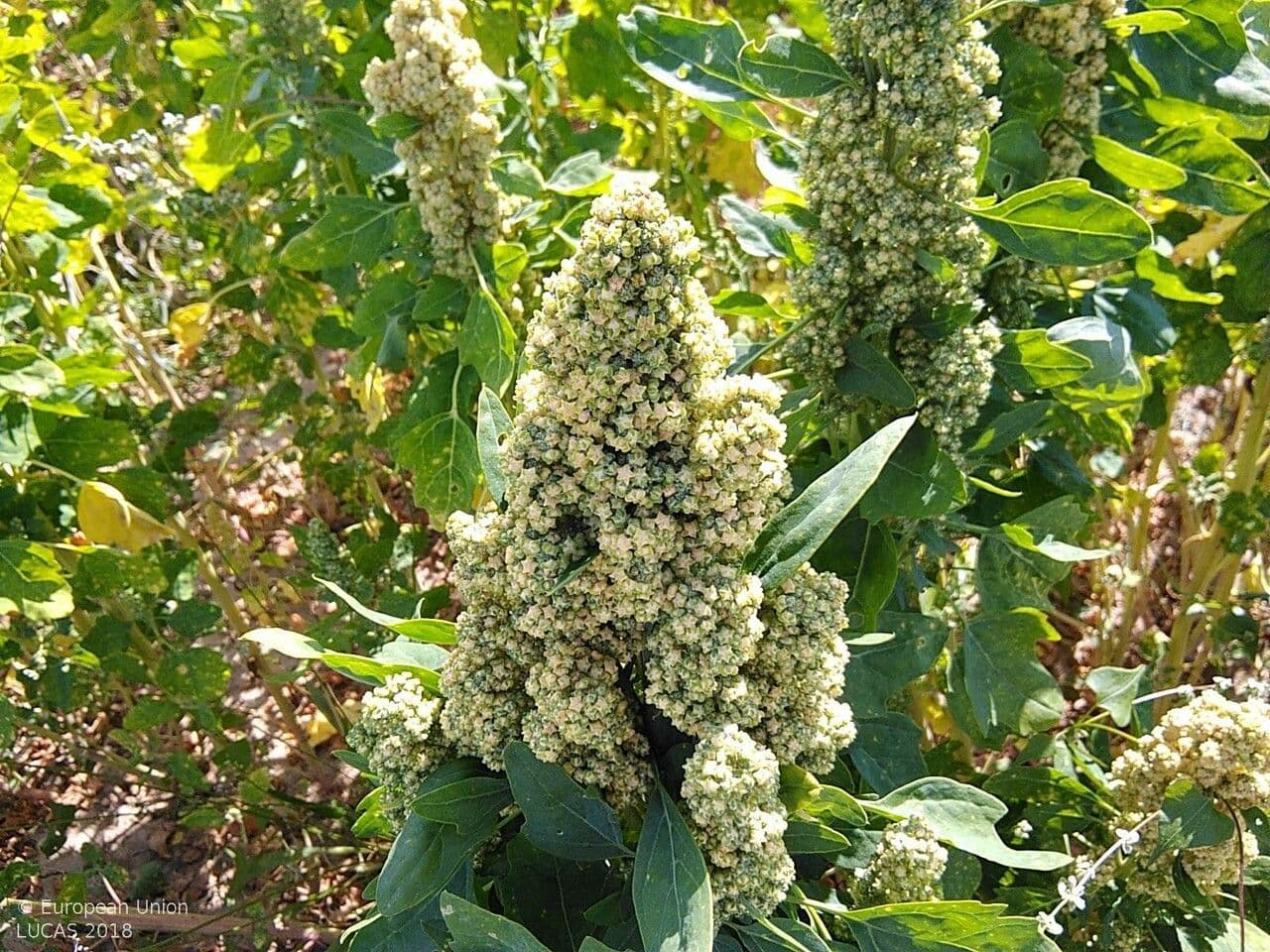 Quinoa 12