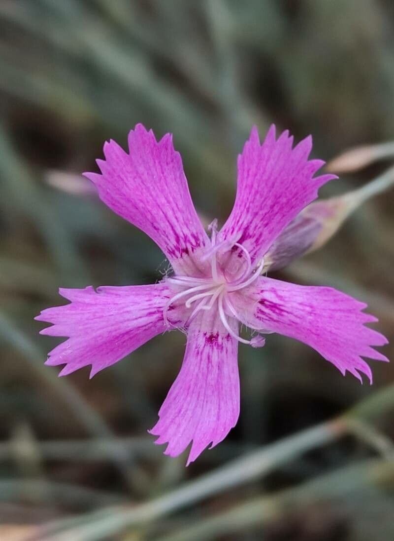 Dianthus