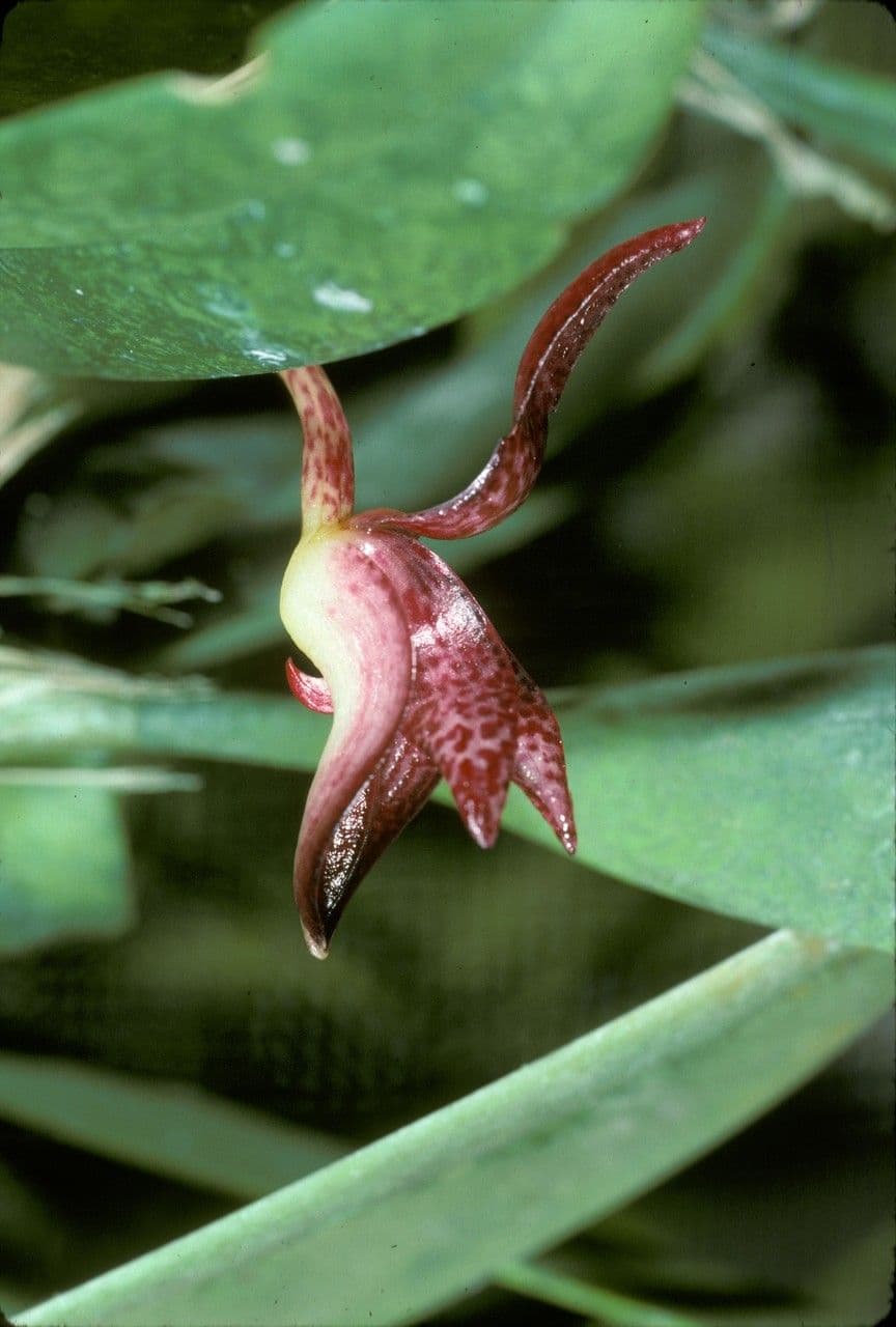 Bulbophyllum 4