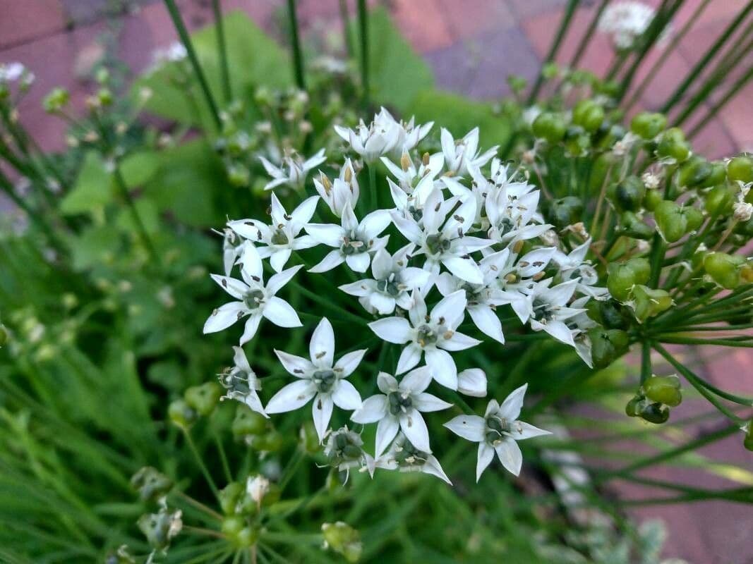 Schnittknoblauch 9