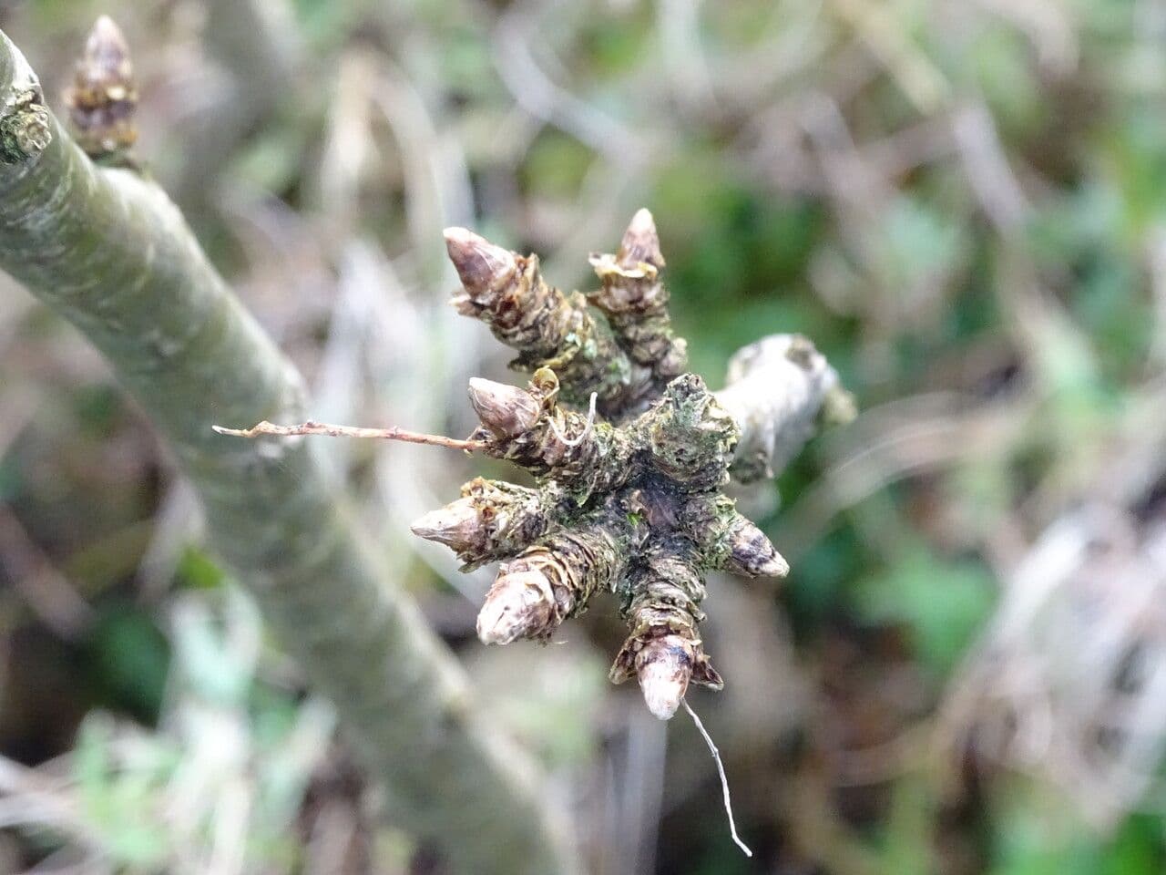 Caragana 4