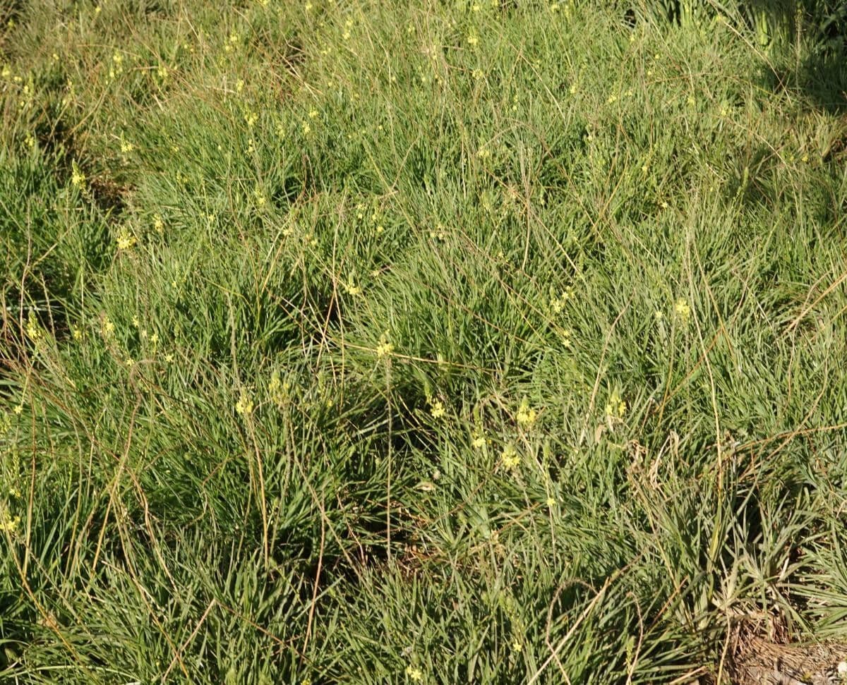 Bulbine bulbosa 9