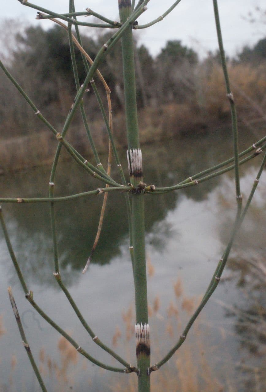 Prêle rameuse 28