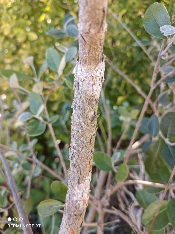 Feijoa 25