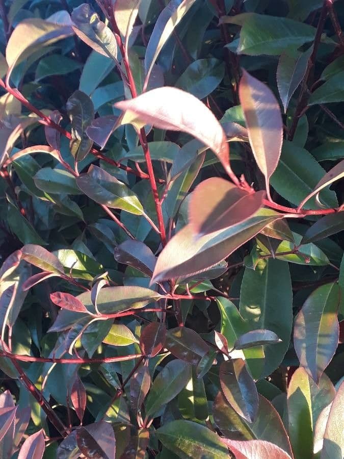 Photinia 18