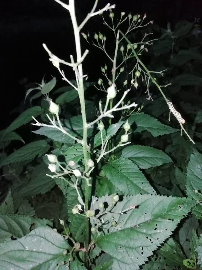 Criptotaenia canadensis