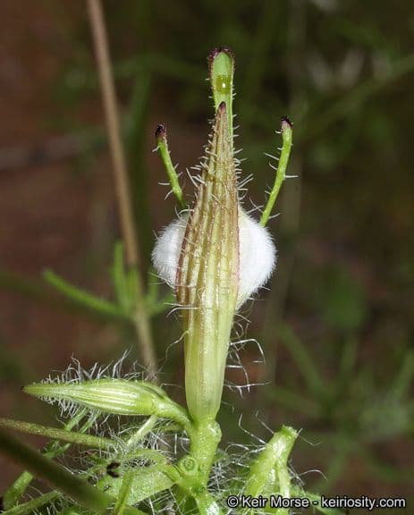 Cordylanthus rigide 16