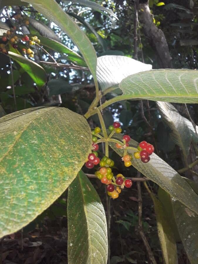 Psychotria