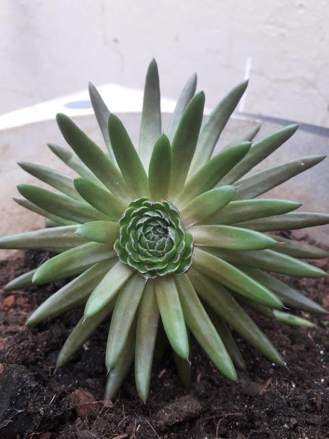 Orostachys giapponese 6