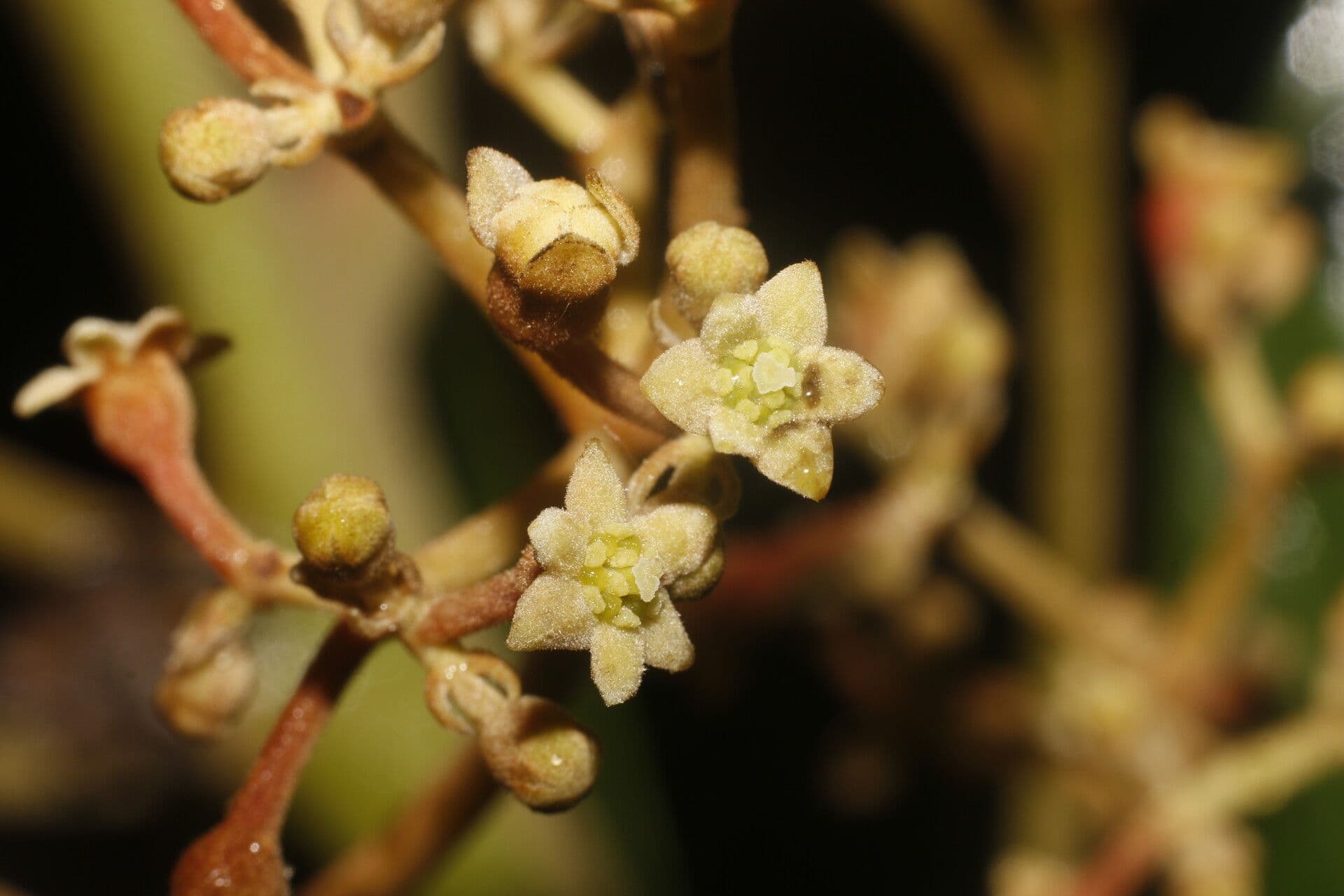Rhodostemonodaphne 3