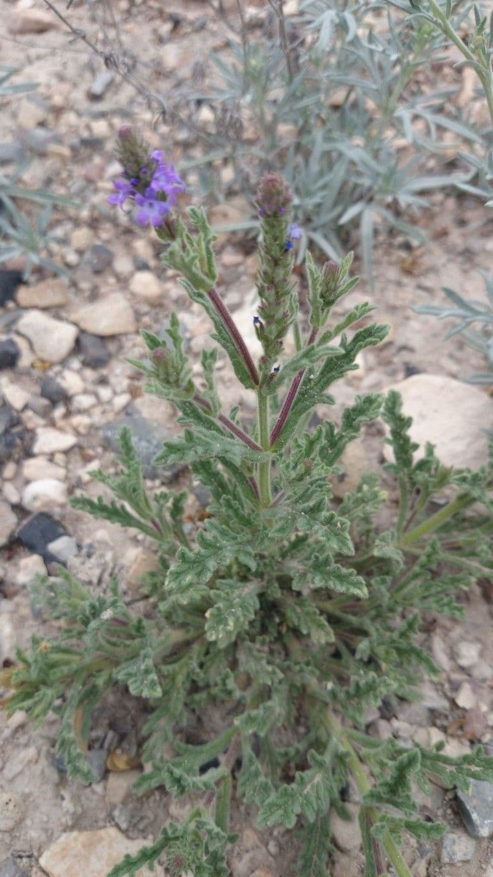 Verbena grigia 6