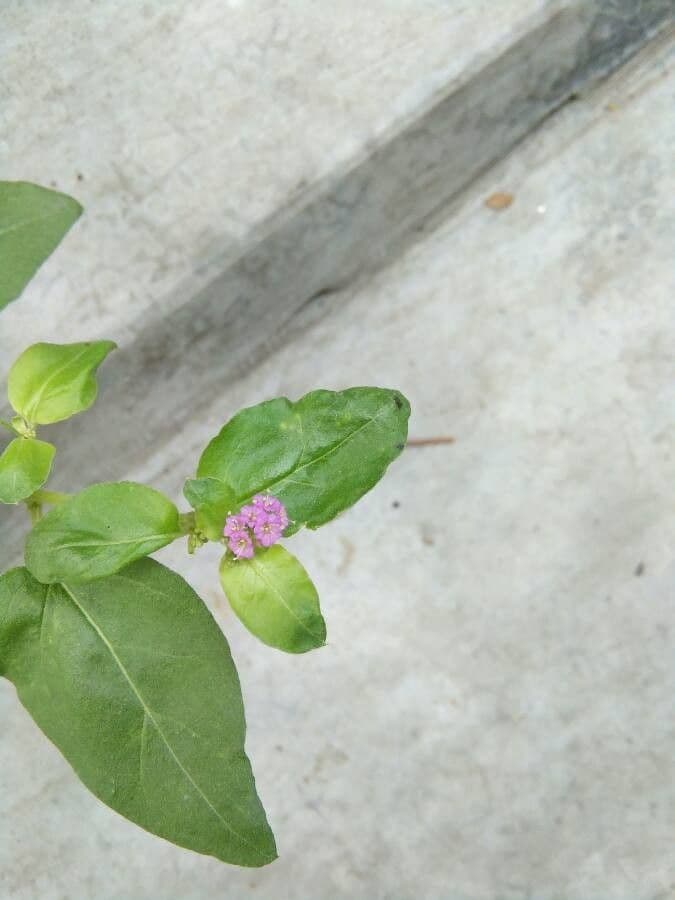 Boerhavia diffusa 7