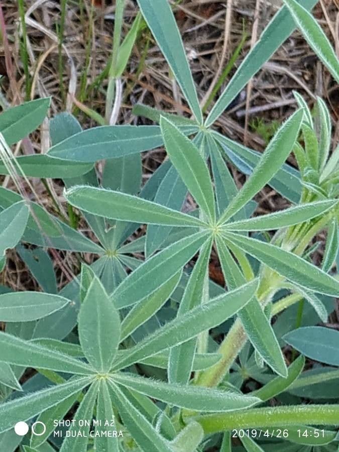 Gelbe Lupine 20