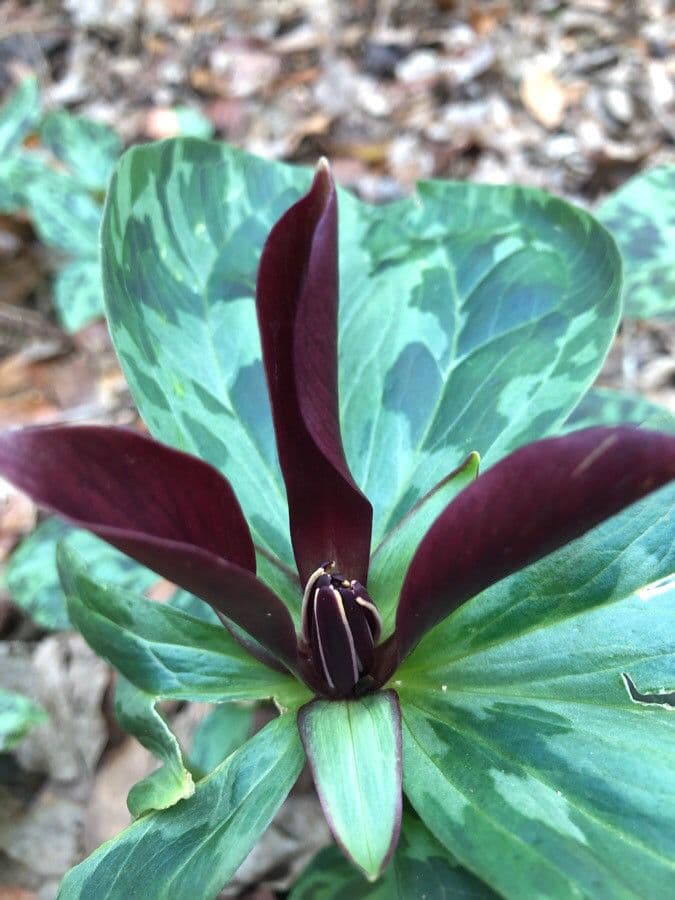 Trillium maculé 2