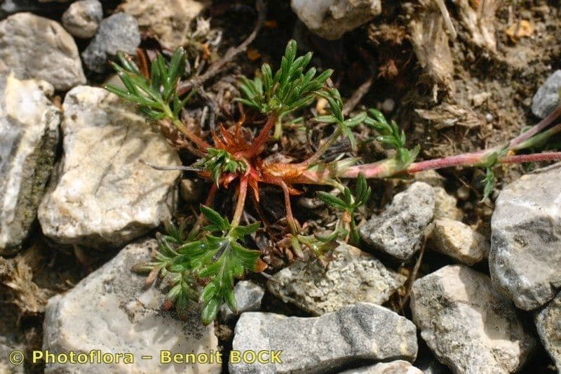 Potentilla multifida 12