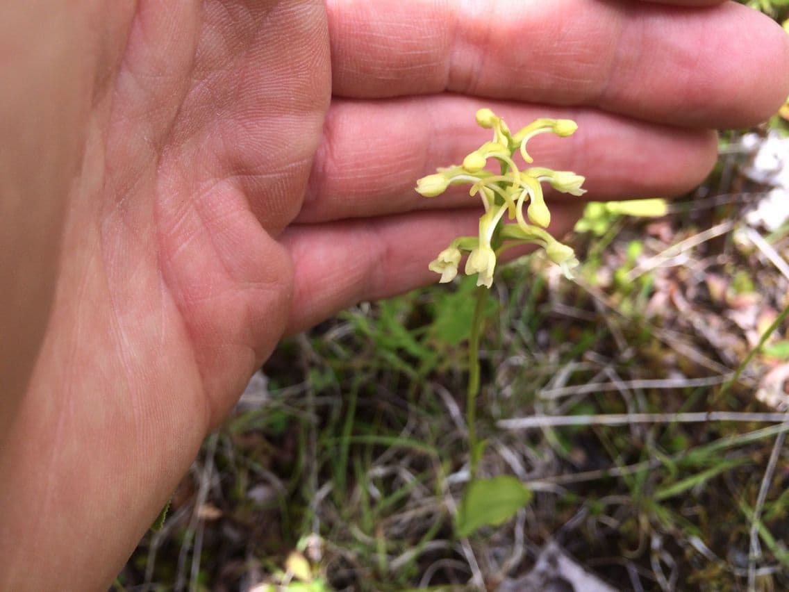 Platanthera clavellata 6