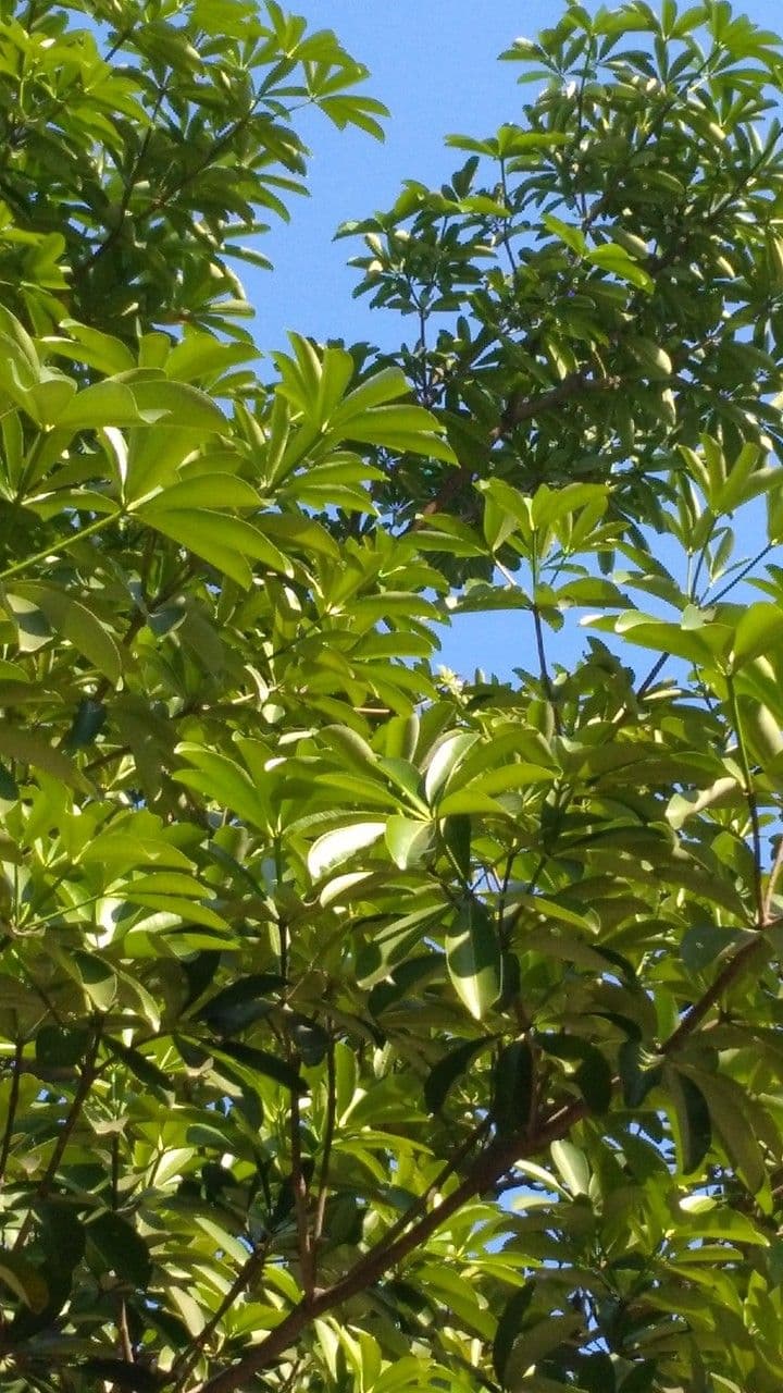 Alstonia 12