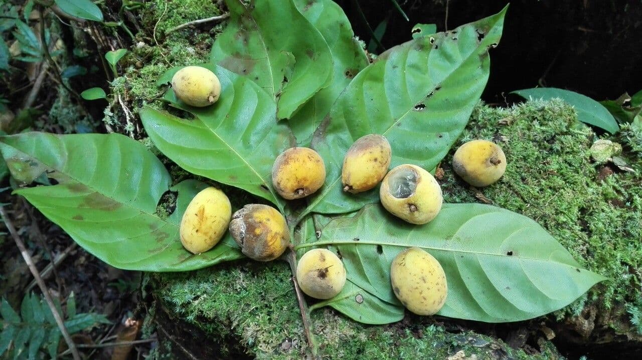 Pouteria durlandii 5