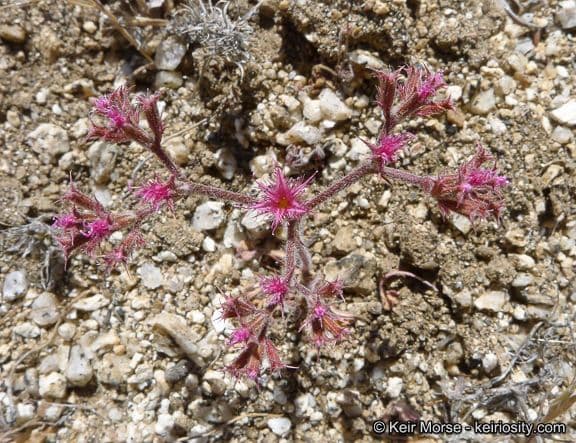Chorizanthe 7