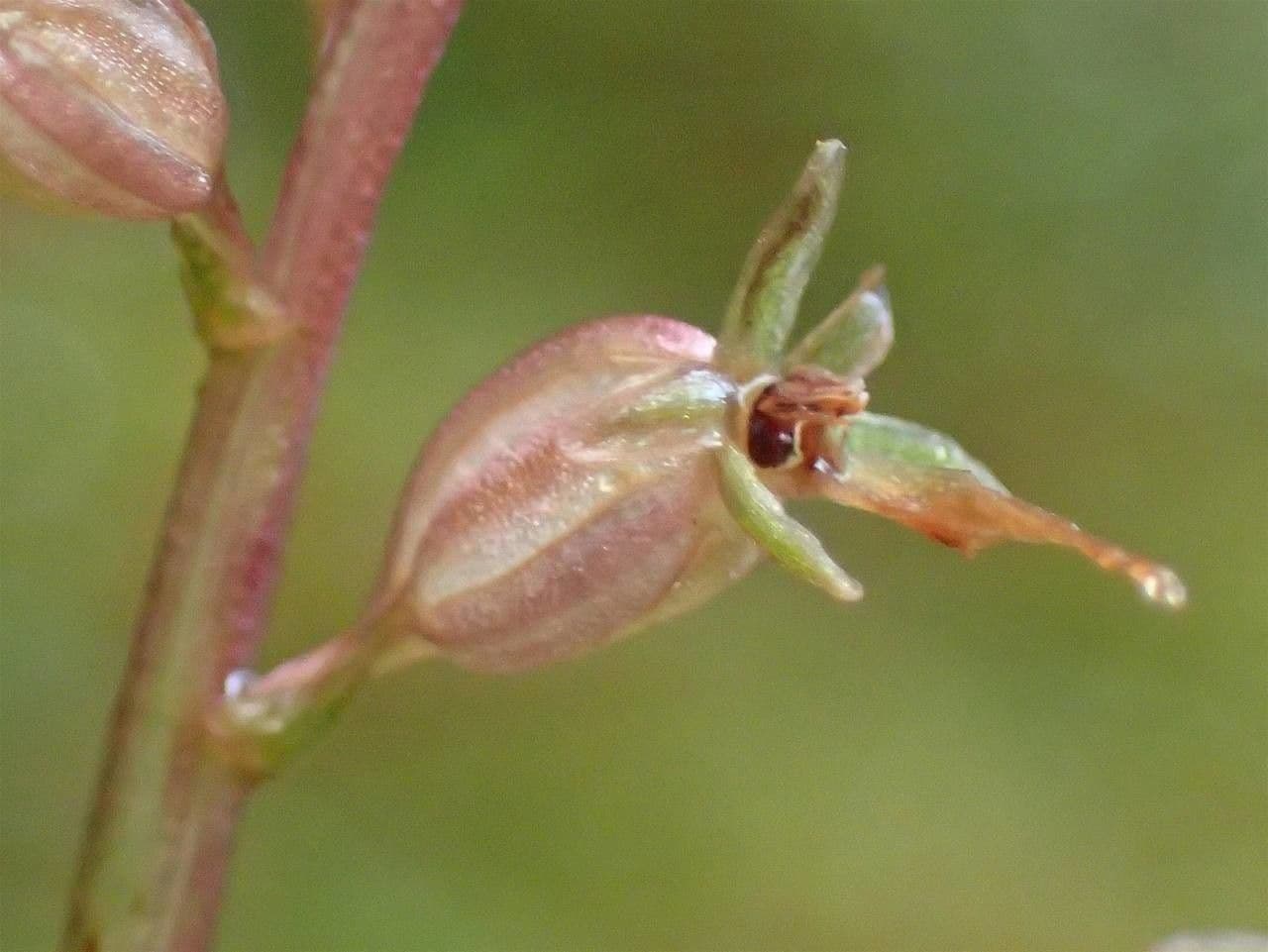 Lesser twayblade 3