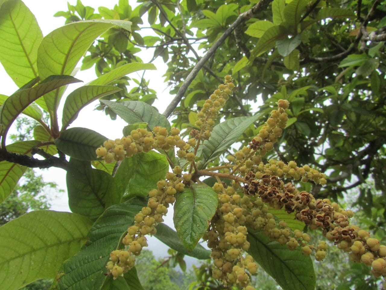 Clethra