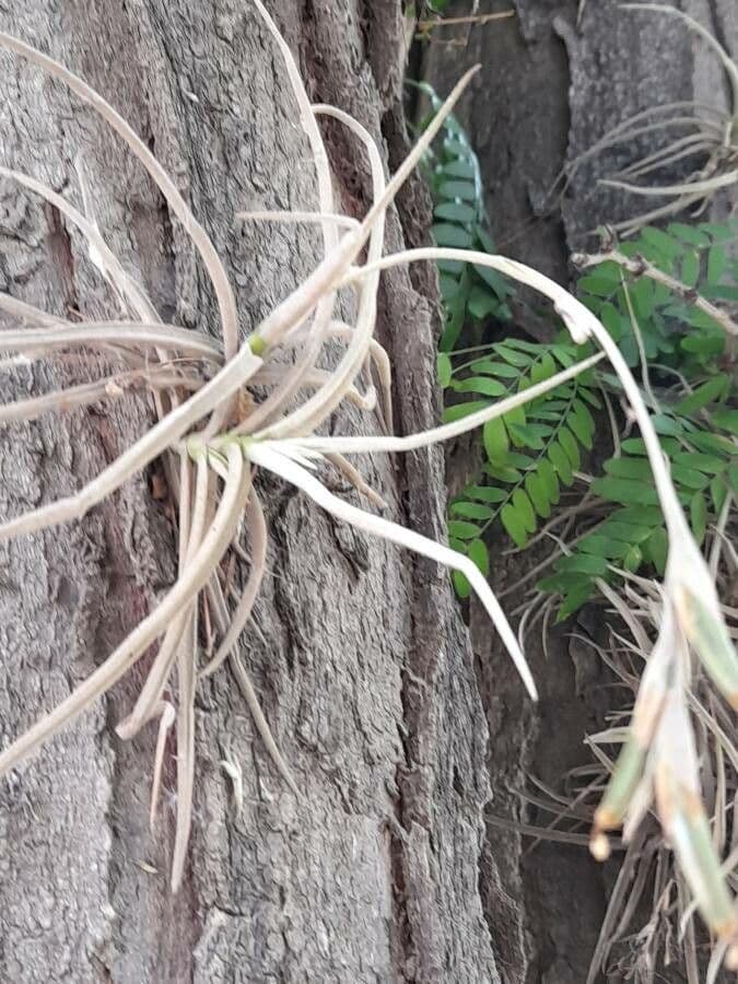 Tillandsia 2