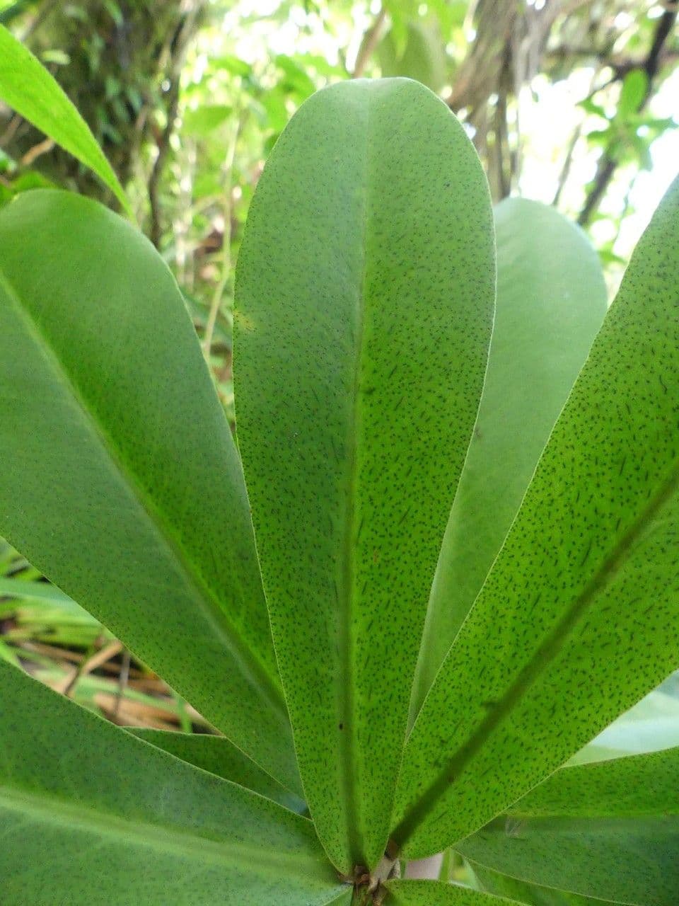 Badula 8