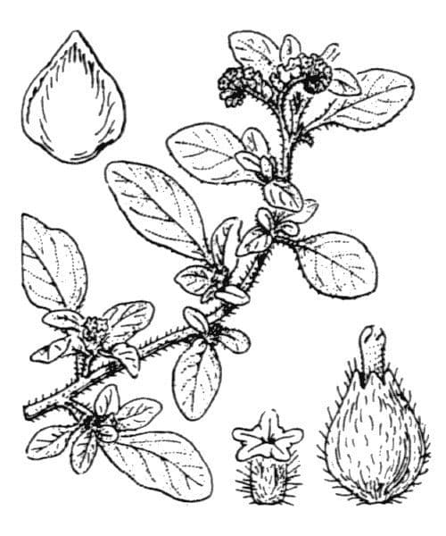 Eliotropio prostrato 26