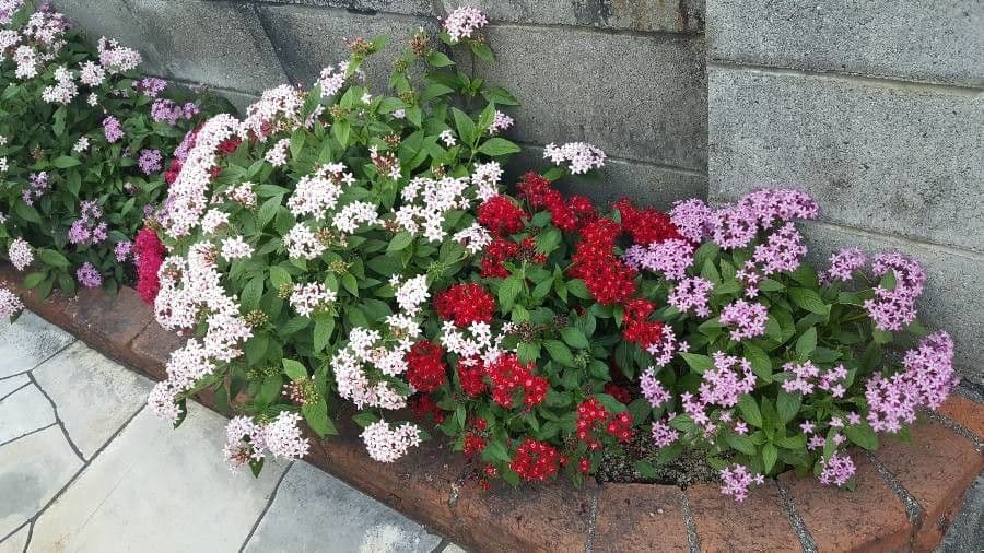 Pentas 12