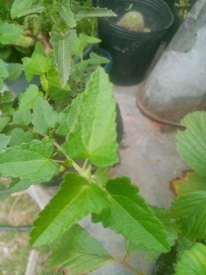 Pavonia hastata 14