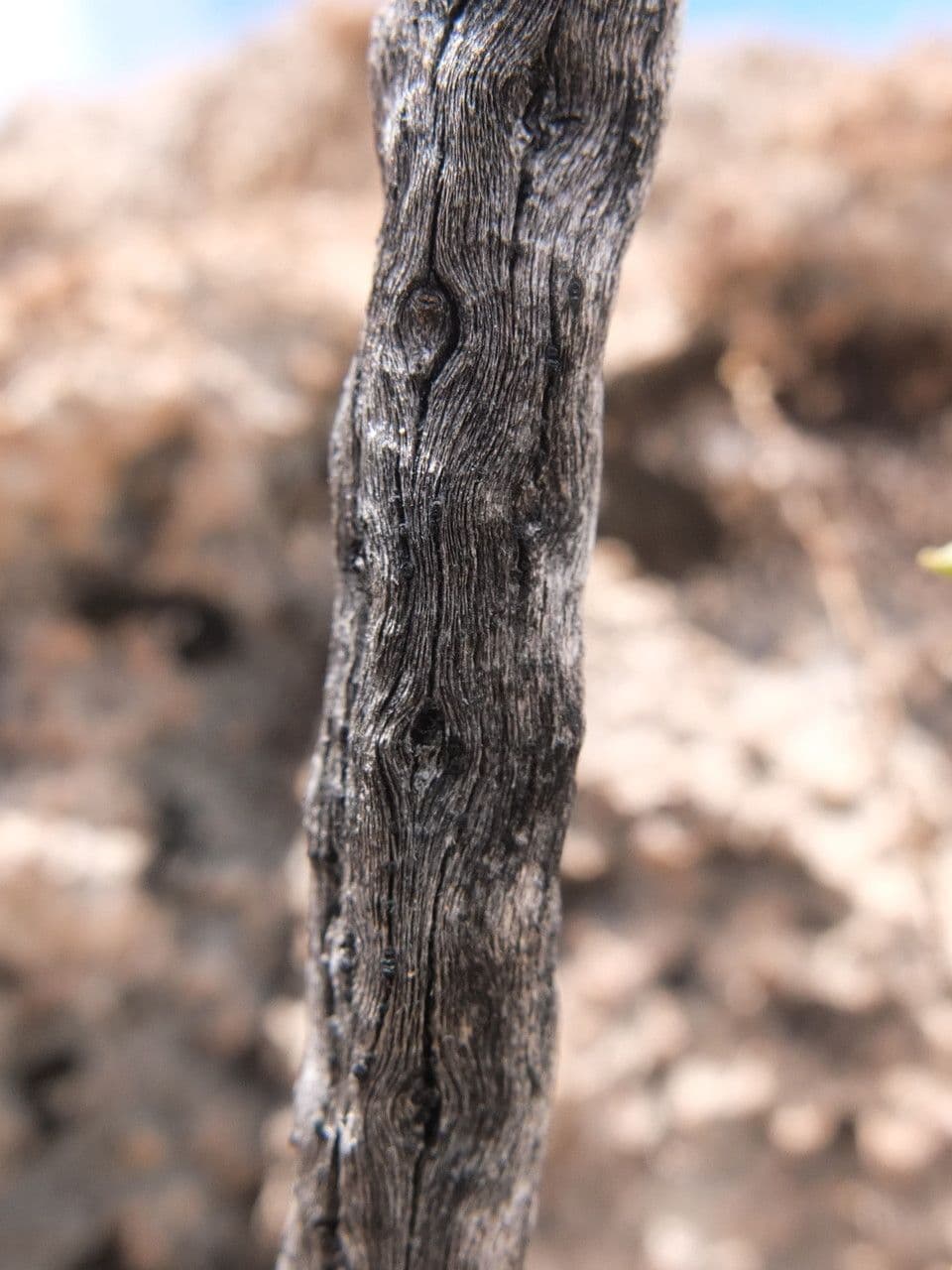 Chersodoma 16
