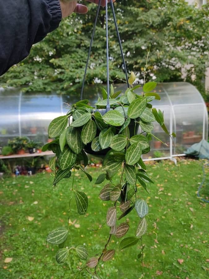 Dischidia