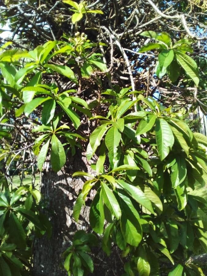 Barringtonia 17