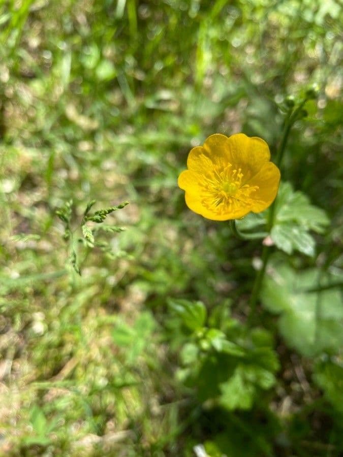 Jaskier górski 3