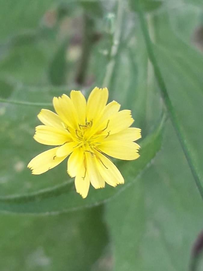 Lapsana 10