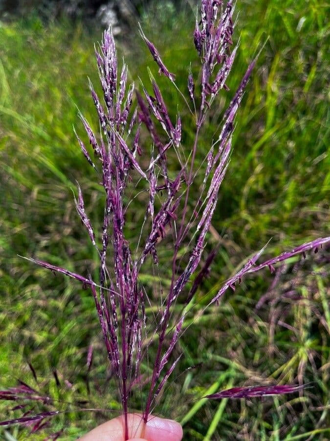 Bluestem australiano 2