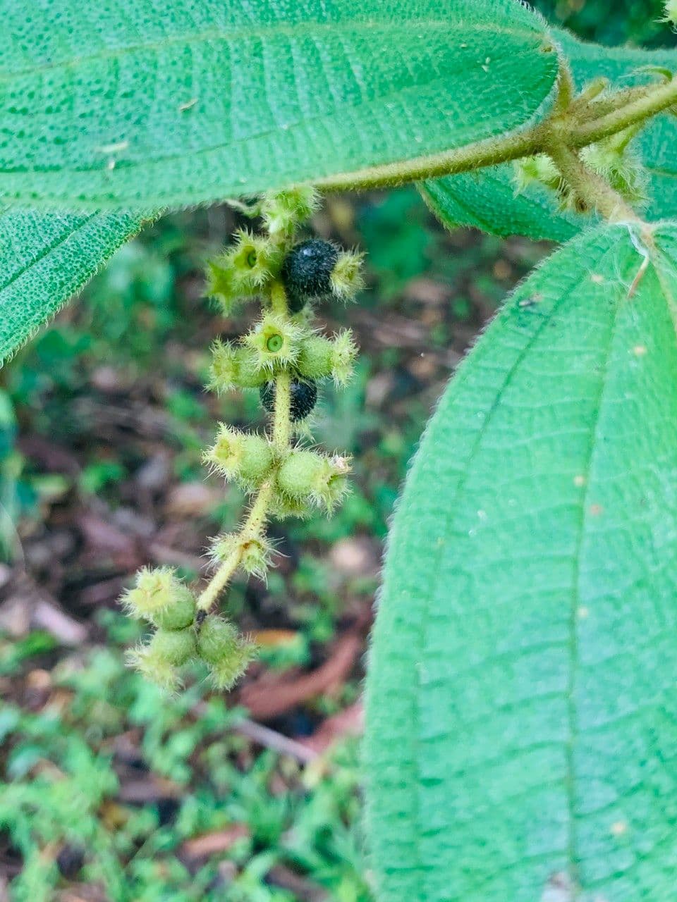 Miconia pendente 6