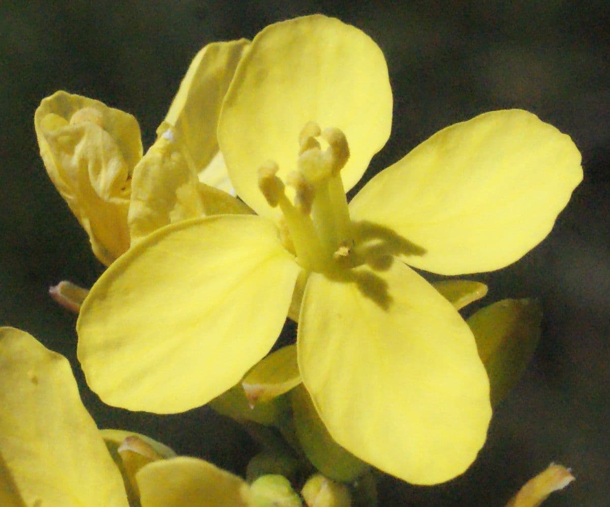 Kapusta 10