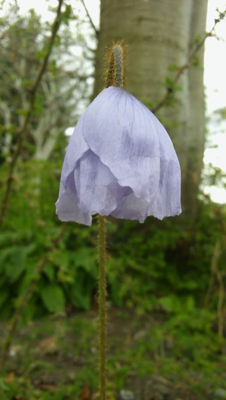 Meconopsis 2